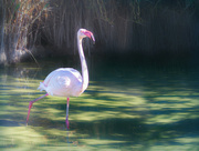 5th Jul 2024 - Happy Flamingo Friday