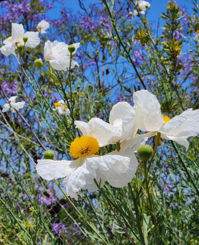 Roadside Flower by mariaostrowski