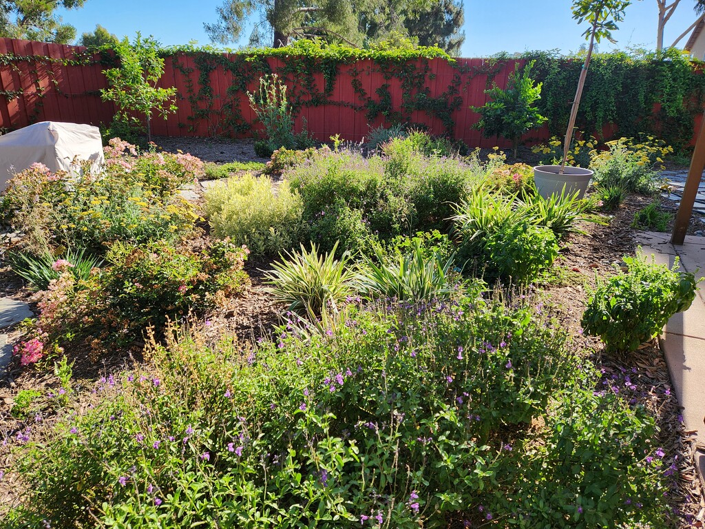 Yard in Bloom by mariaostrowski