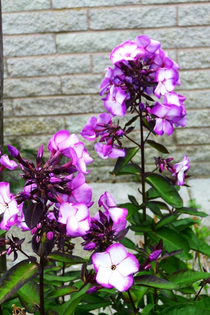 Phlox  by beryl