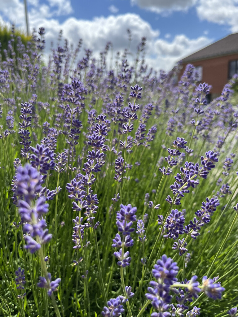 Lavender by lexy_wat