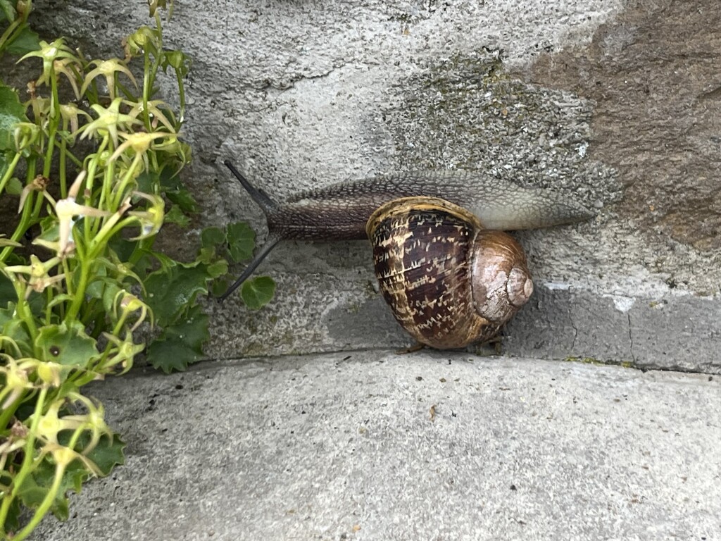 Snail by lexy_wat