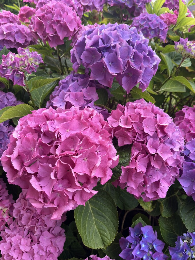 Hydrangea by lexy_wat