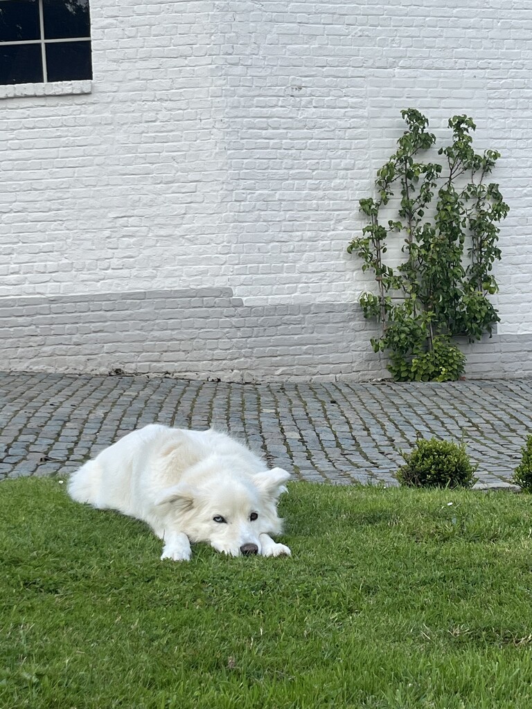 White dog by lexy_wat