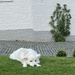 White dog by lexy_wat