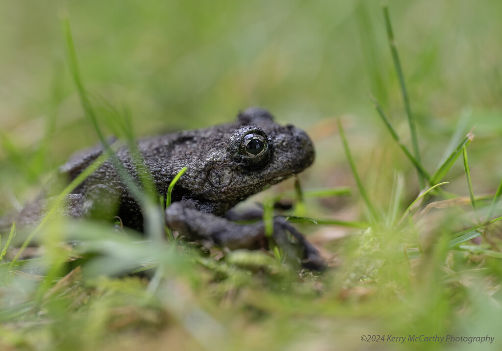 Unexpected house guest by mccarth1