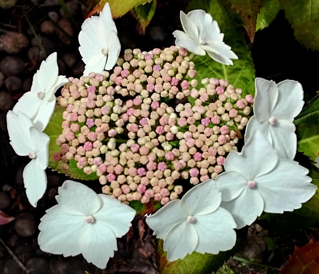 Our white lace cap hydrangea by grace55