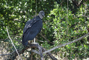 5th Jul 2024 - Turkey Vulture
