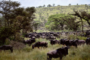 5th Jul 2024 - Migration of the wildebeest 