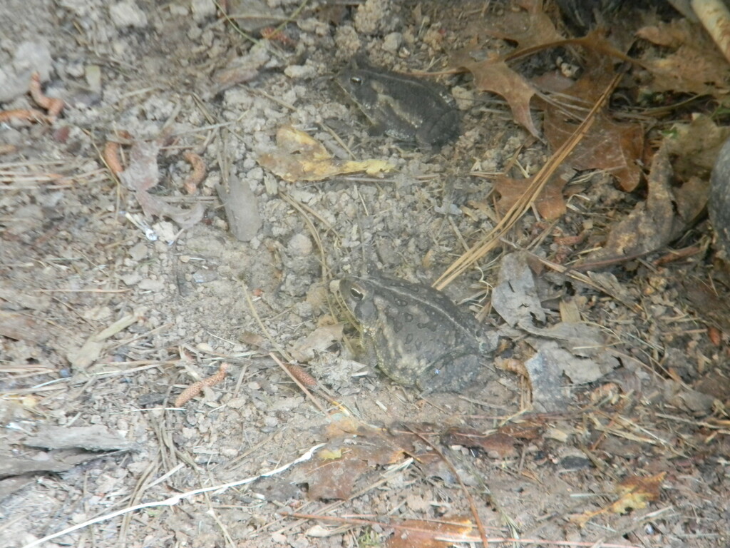 Two Toads under Basketball Goal  by sfeldphotos