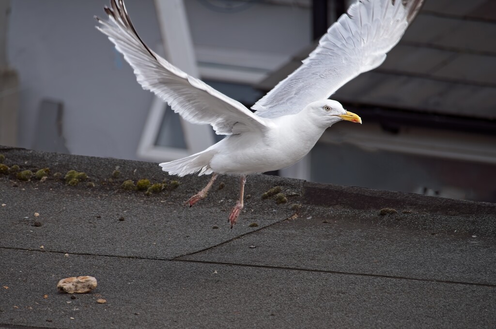 Dropped Lunch by billyboy