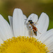 Friendly Wasp