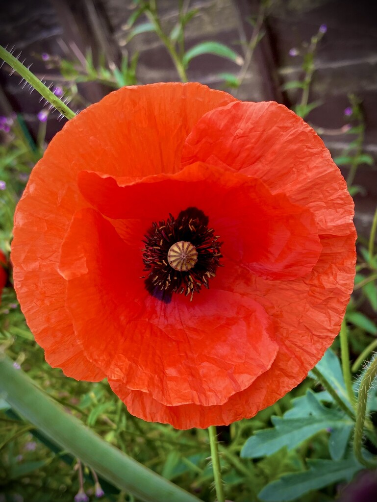 Poignant Poppy by cmf