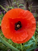 4th Jul 2024 - Poignant Poppy