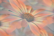 4th Jul 2024 - Osteospermum~~~~