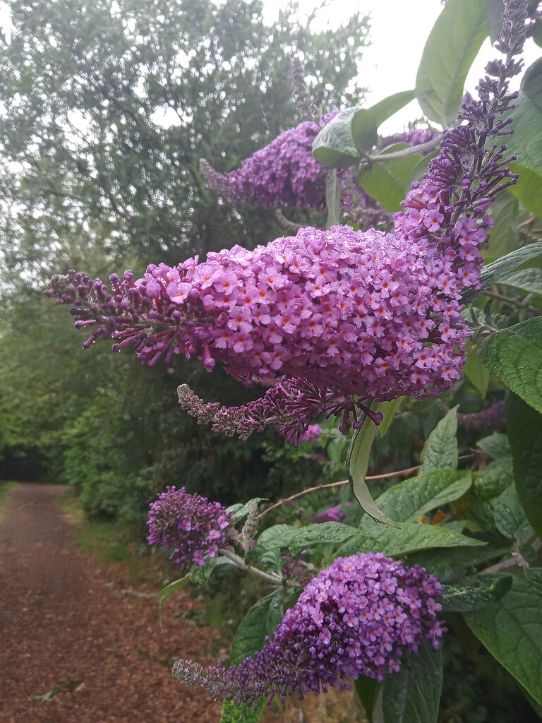 Buddleia  by 365projectorgjoworboys