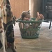 Baby in a basket! 