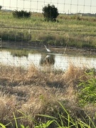 3rd Jul 2024 - Bird in pond 