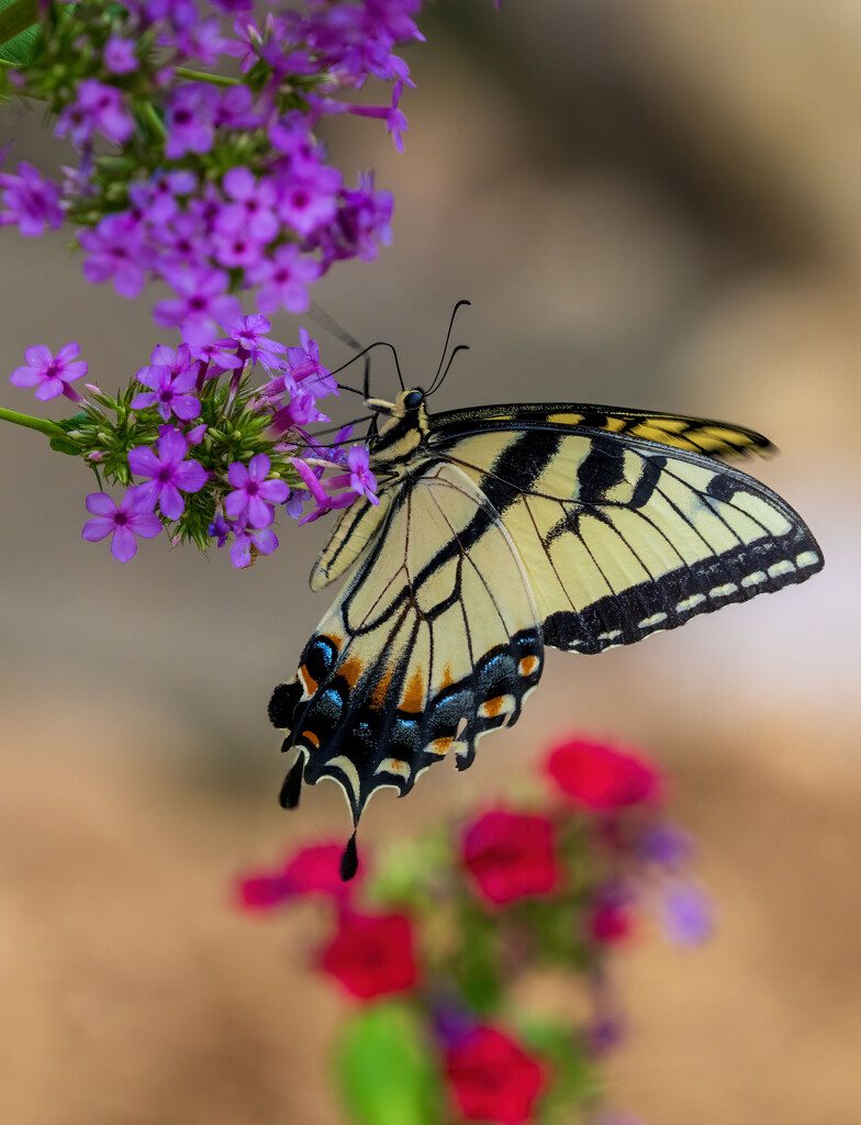 Eastern Tiger Swallowtail by kvphoto