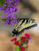 5th Jul 2024 - Eastern Tiger Swallowtail