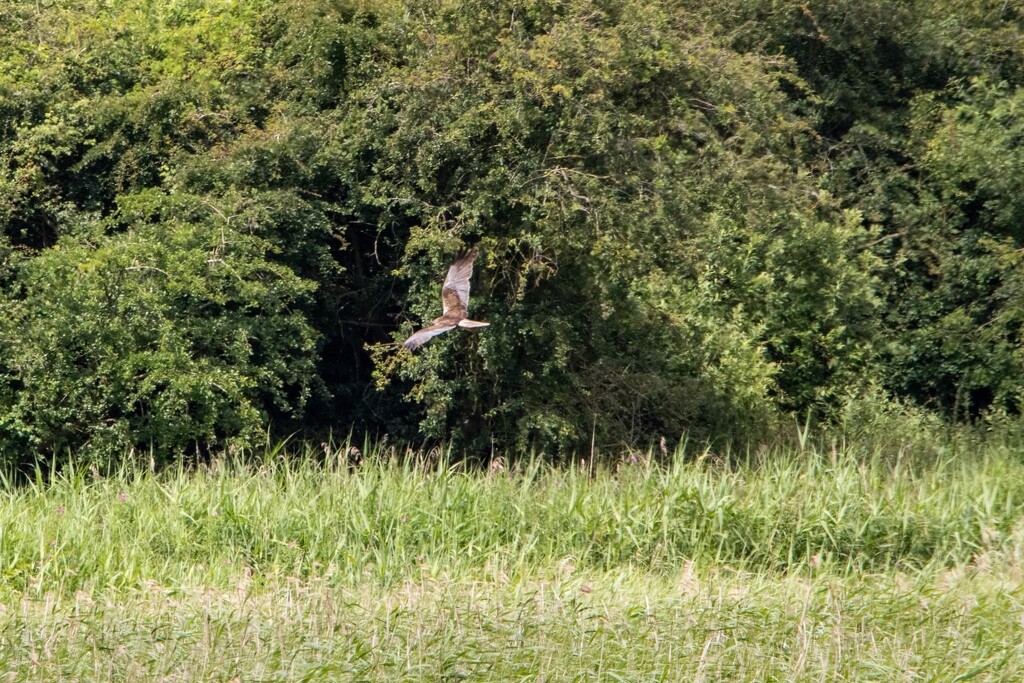 Marsh Harrier by phil_sandford