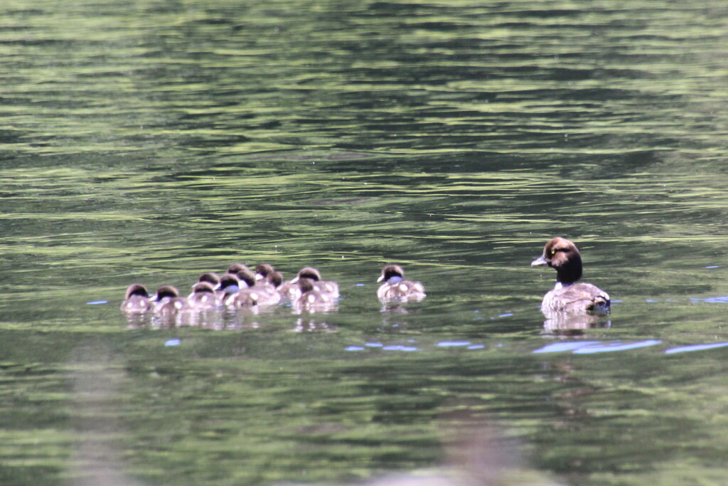 Common Goldeneyes by pirish