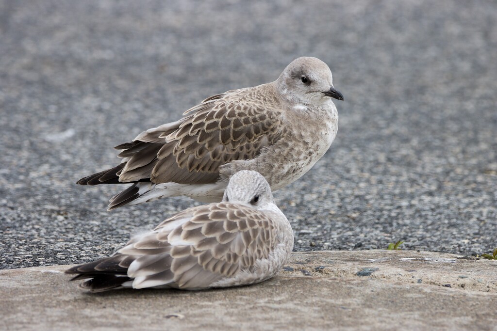 Herring Gull Chicks by okvalle