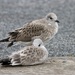Herring Gull Chicks by okvalle