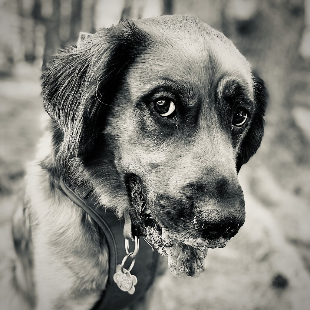 Mr Sandy Jowls by rickaubin