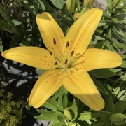 5th Jul 2024 - Lily 2 