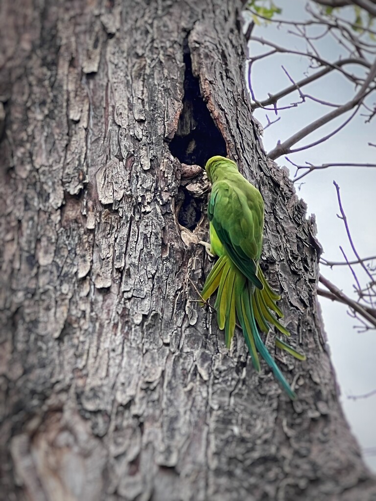 Parakeet by mattjcuk