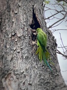 5th Jul 2024 - Parakeet