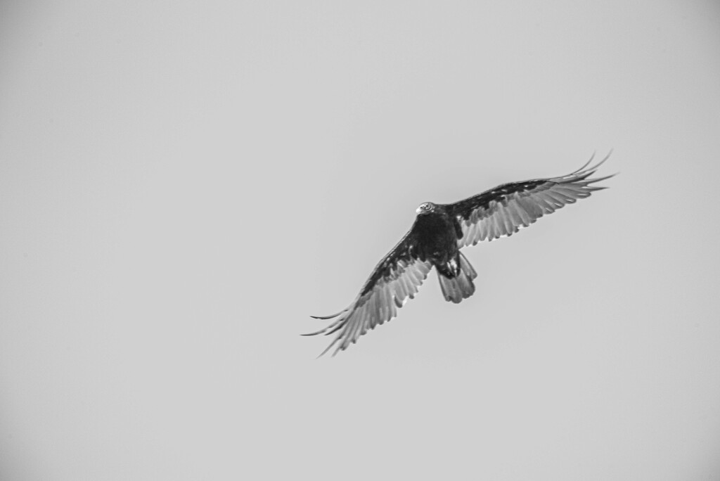 Turkey vulture by darchibald