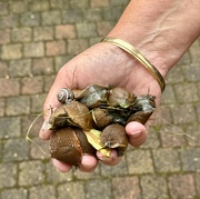 5th Jul 2024 - A snail explosion in Holland this year! 