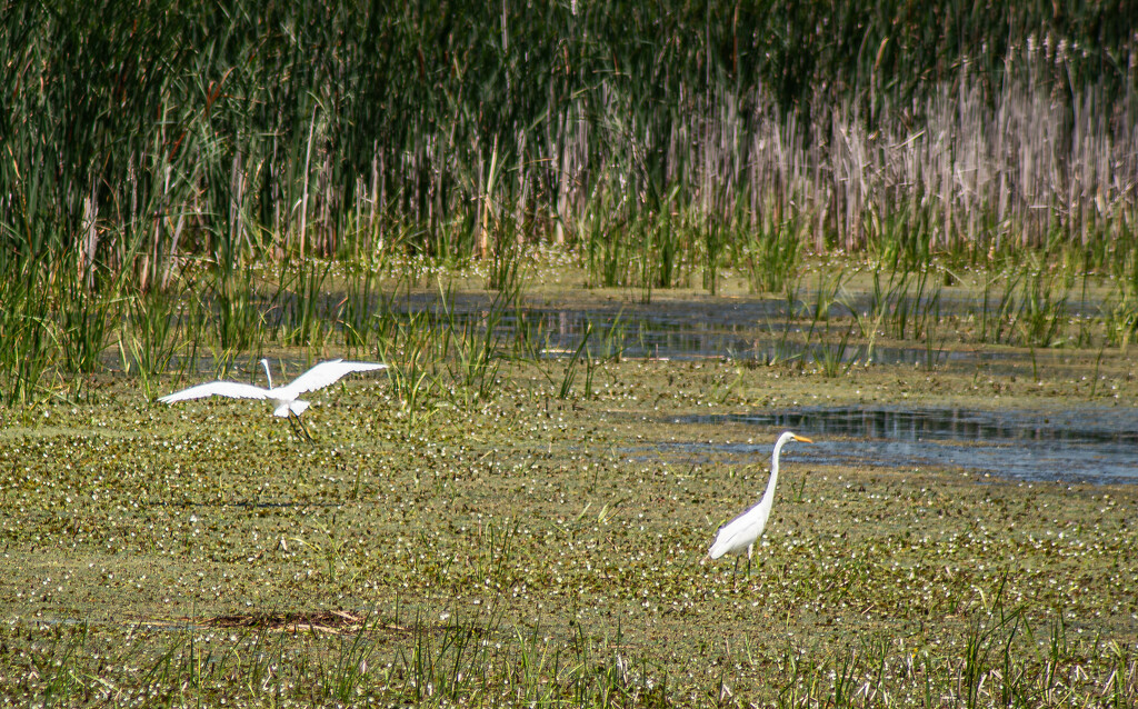 Egrets by darchibald