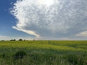 5th Jul 2024 - Clouds and Canola fields