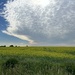 Clouds and Canola fields