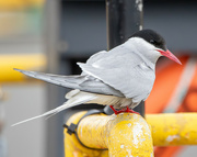 5th Jul 2024 - Common Tern