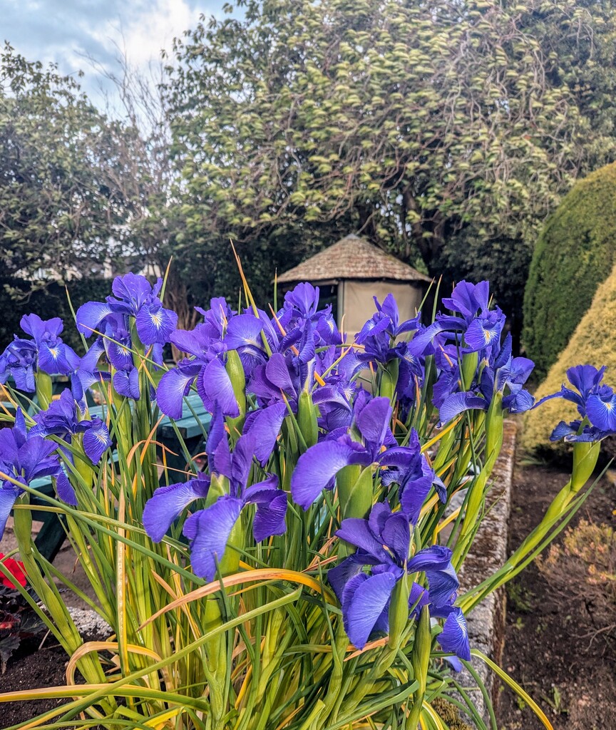 Iris at our dinner venue  by sarah19