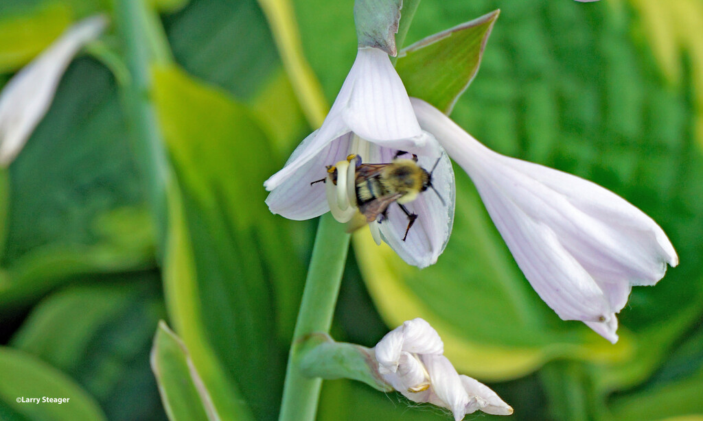 Busy bee visiting Hosta bloom by larrysphotos