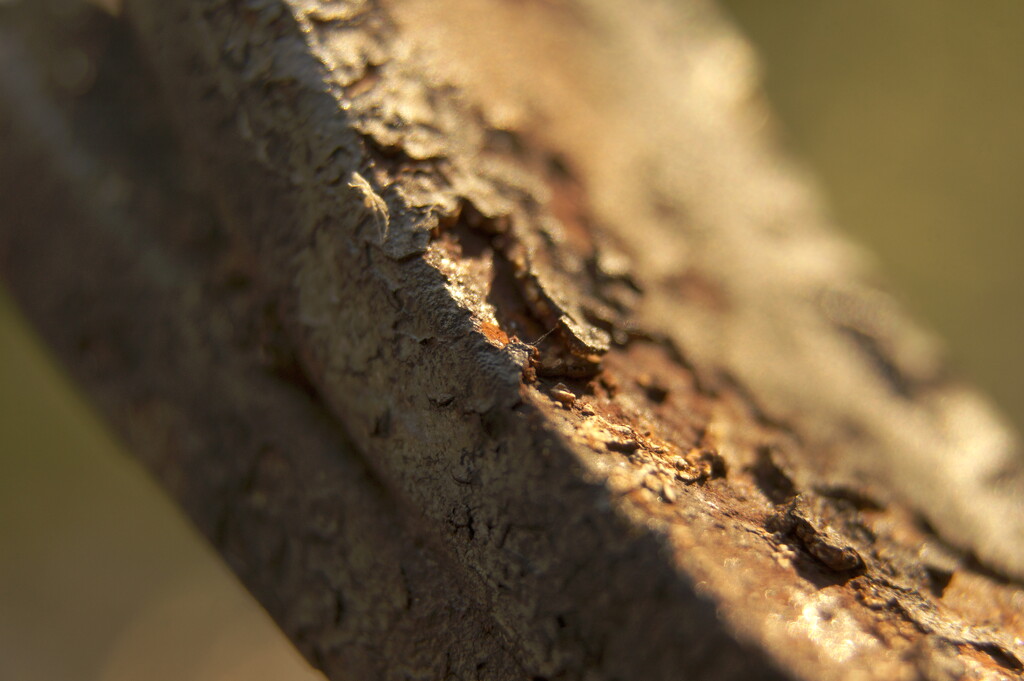 Rust in macro, 52wc-2024-w27 by joysabin