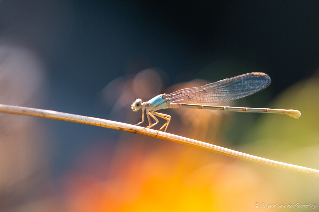 Damselfly by ingrid01