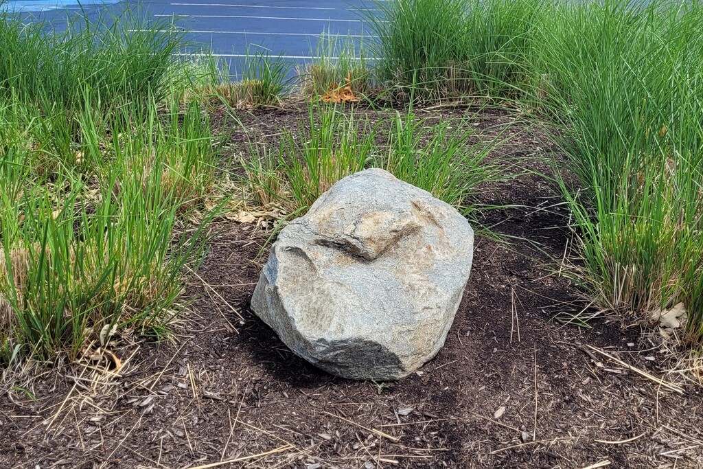 A rock that looks like a marshmallow peep by scoobylou