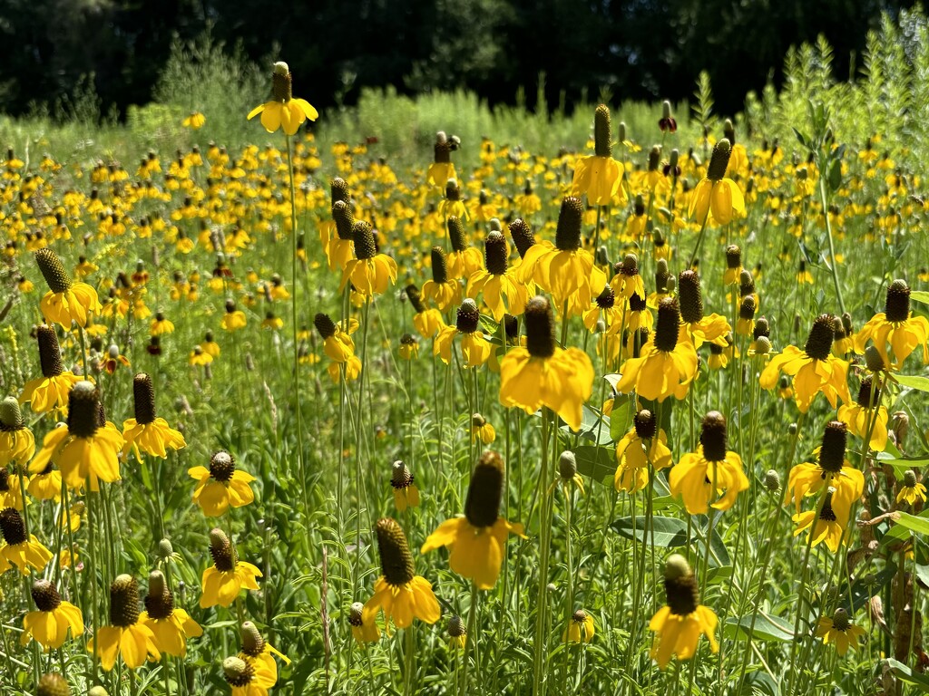 Prairie coneflowers by pirish