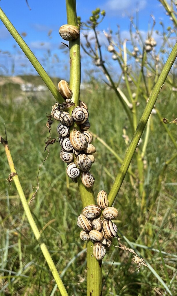 Snail convention by pattyblue