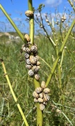 29th Jun 2024 - Snail convention