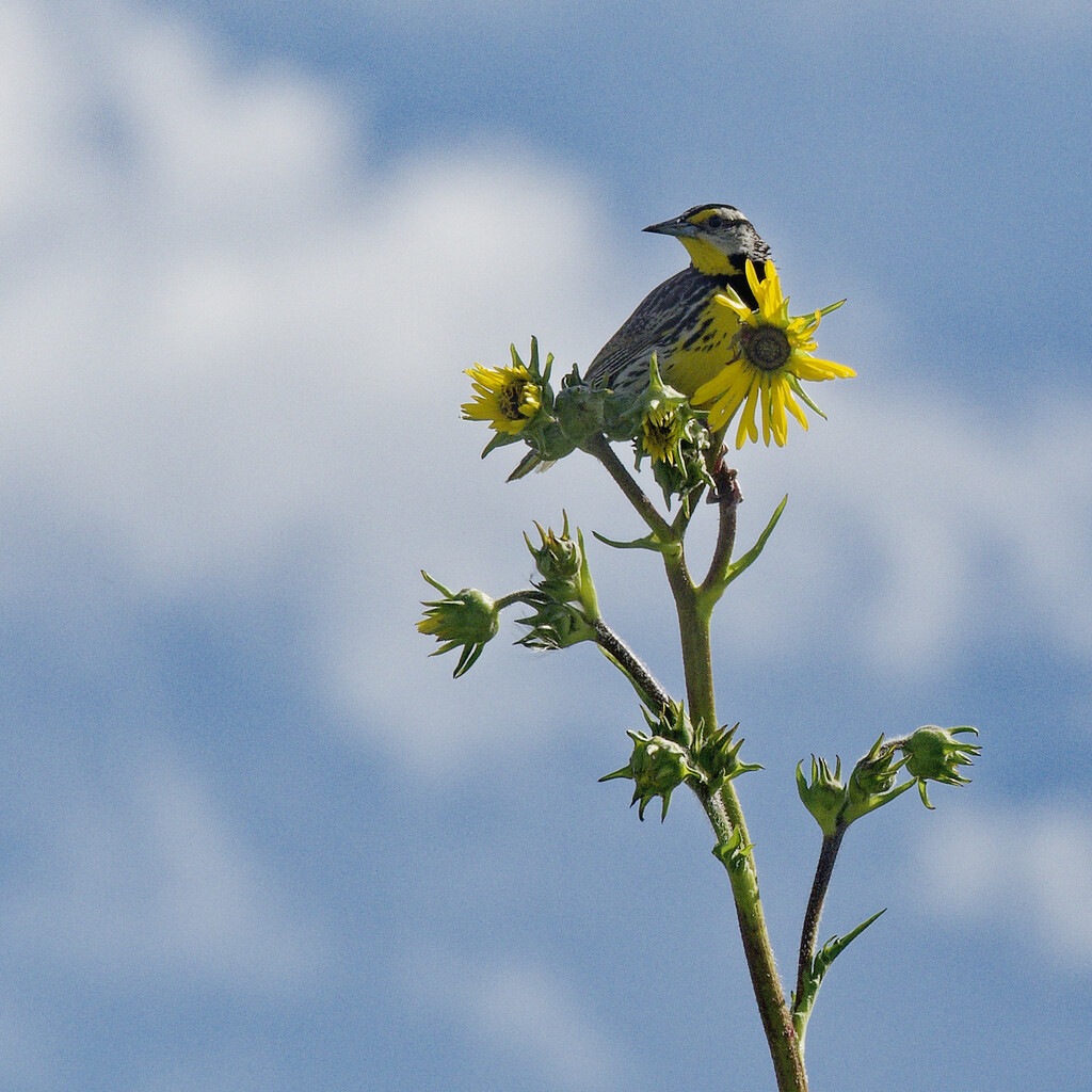 Eastern meadowlark on a sunflower by rminer