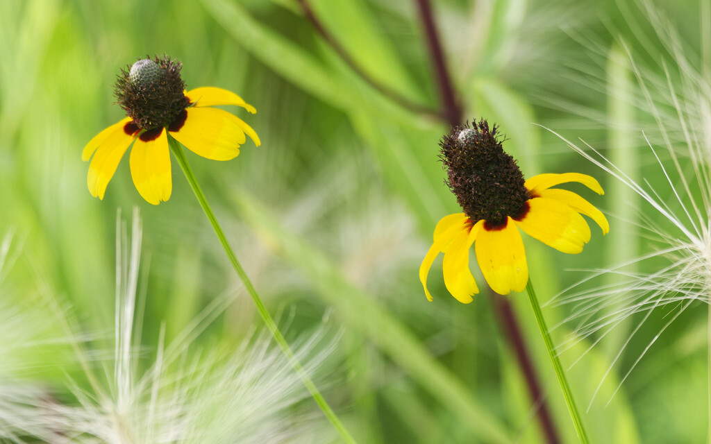 blanket flower by rminer