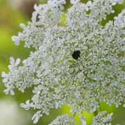 5th Jul 2024 - queen Anne's lace 