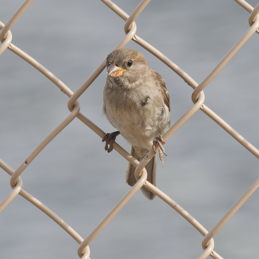 House sparrow by rminer